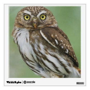 Ferruginous Pygmy-Owl, Glaucidium brasilianum, 3 Wall Sticker