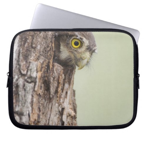 Ferruginous Pygmy_Owl Glaucidium brasilianum 4 Laptop Sleeve