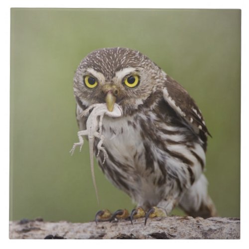 Ferruginous Pygmy_Owl Glaucidium brasilianum 5 Ceramic Tile