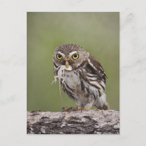 Ferruginous Pygmy_Owl Glaucidium brasilianum 5 Postcard