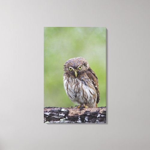 Ferruginous Pygmy_Owl Glaucidium brasilianum 6 Canvas Print