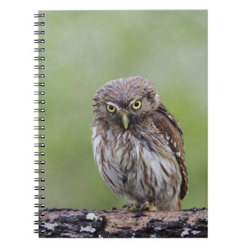 Ferruginous Pygmy_Owl Glaucidium brasilianum 6 Notebook