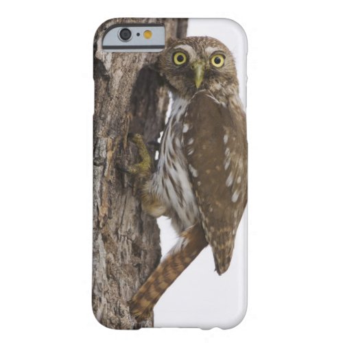 Ferruginous Pygmy_Owl Glaucidium brasilianum 8 Barely There iPhone 6 Case