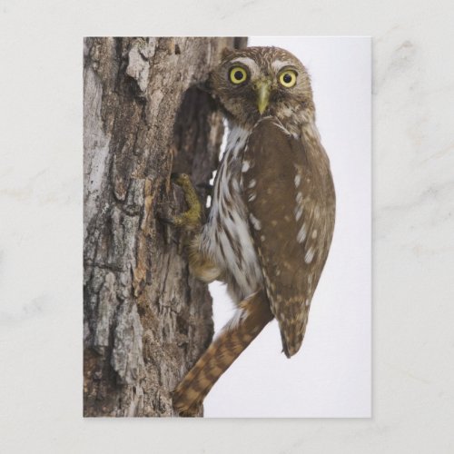 Ferruginous Pygmy_Owl Glaucidium brasilianum 8 Postcard