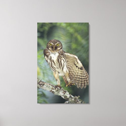 Ferruginous Pygmy_Owl Glaucidium brasilianum Canvas Print