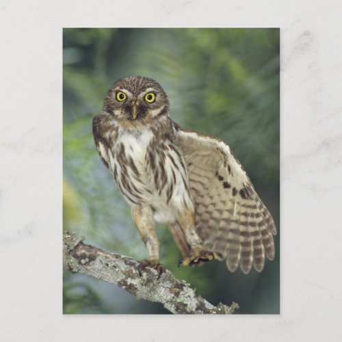 Ferruginous Pygmy_Owl Glaucidium brasilianum Postcard