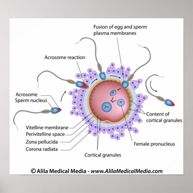 Fertilization  labeled diagram poster (Front)