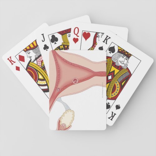 Fertilized Egg Becoming Embryo Playing Cards