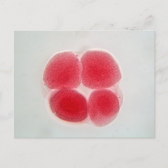 Fertilized egg cell under the microscope postcard (Front)