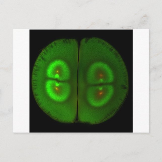 Fertilized frog egg postcard (Front)