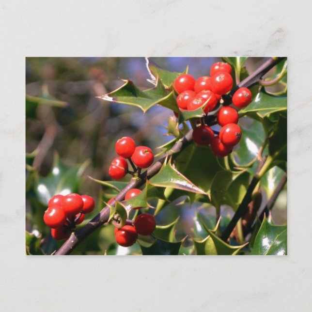 Festive Berries Postcard (Front)