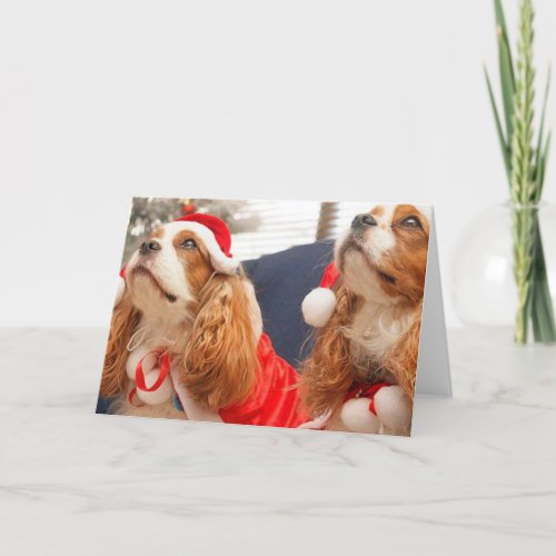 Festive Cavalier KC Spaniel Holiday Card