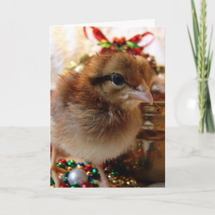Festive Christmas Chick  Holiday Card