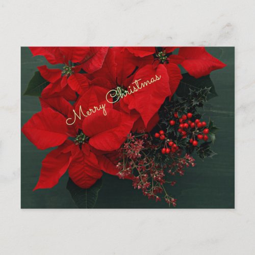 Festive Holiday Poinsettias Merry Christmas Postcard
