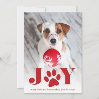 Festive Paws | Pet Photo Holiday Card
