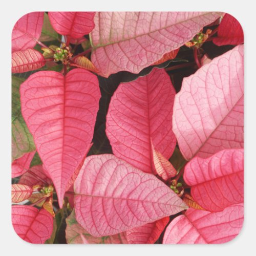 Festive Pink Poinsettia Christmas Floral Square Sticker