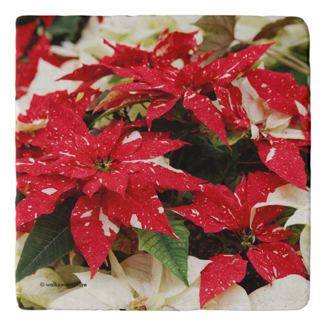 Festive Red White Floral Poinsettia Flowers Trivet (Front)