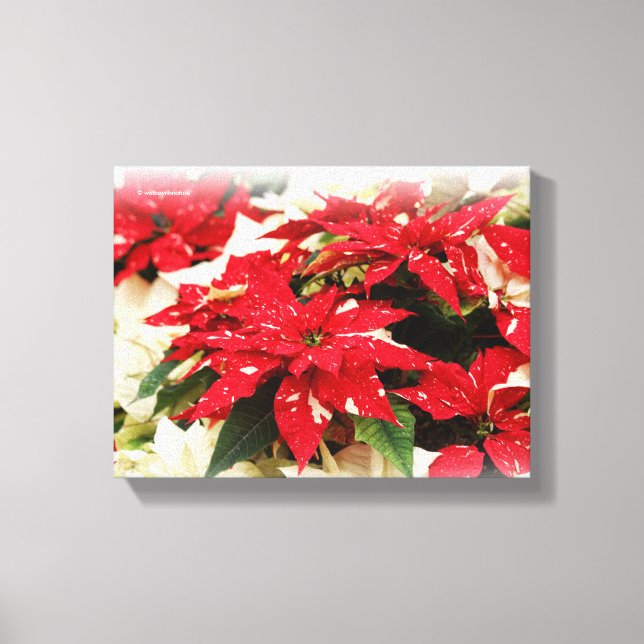 Festive Red White Floral Poinsettias Canvas Print (Front)
