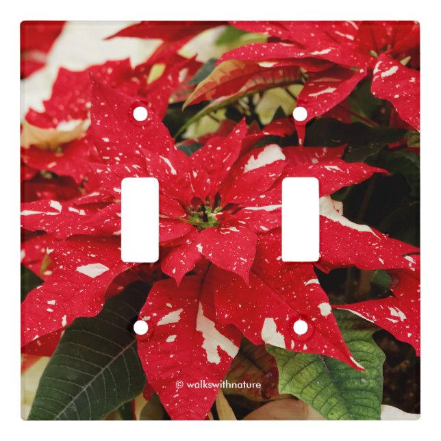 Festive Red White Floral Poinsettias Light Switch Cover (Front)