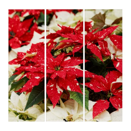 Festive Red White Floral Poinsettias Triptych