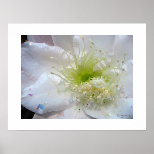 Festive White Cactus Flower Poster Print (Front)