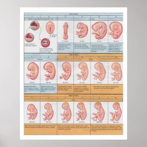 Fetal Growth  Baby Growth During Pregnancy  Poster