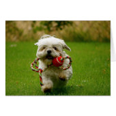 Fetching Puppy (Front Horizontal)