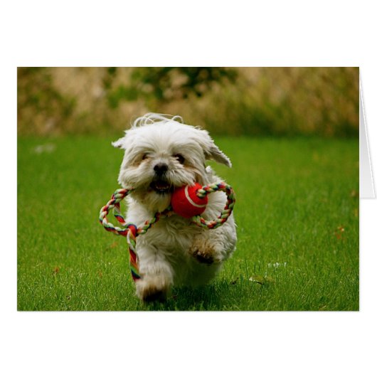 Fetching Puppy Cards (Front Horizontal)