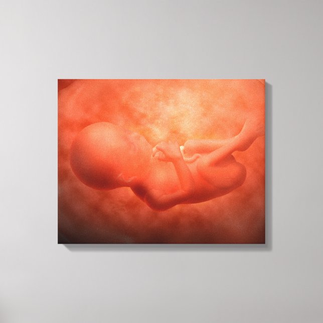Fetus Development At 24 Weeks Canvas Print (Front)
