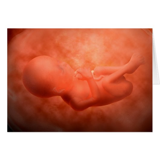 Fetus Development At 24 Weeks Cards (Front Horizontal)