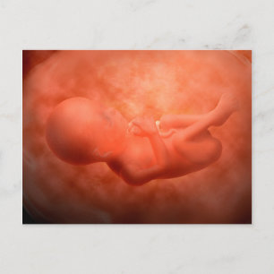 Fetus Development At 24 Weeks Postcard