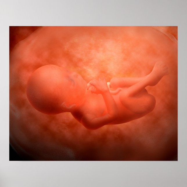 Fetus Development At 24 Weeks Poster (Front)