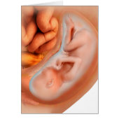 Fetus Development At 36 Weeks Cards (Front)