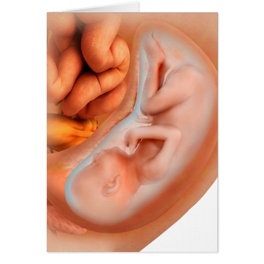 Fetus Development At 36 Weeks Cards (Front)