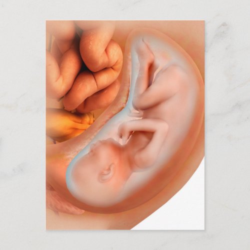 Fetus Development At 36 Weeks Postcard