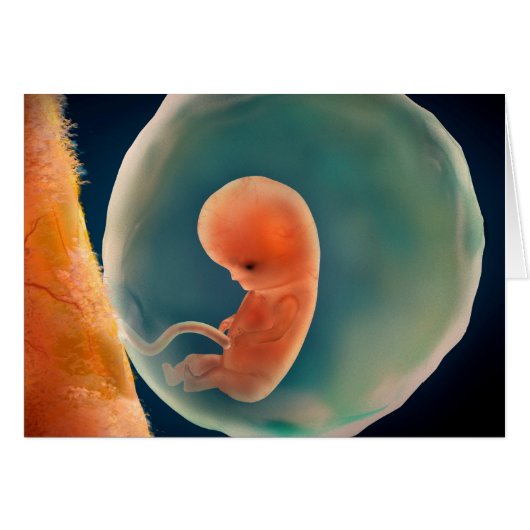 Fetus Development At 9 Weeks Cards (Front Horizontal)
