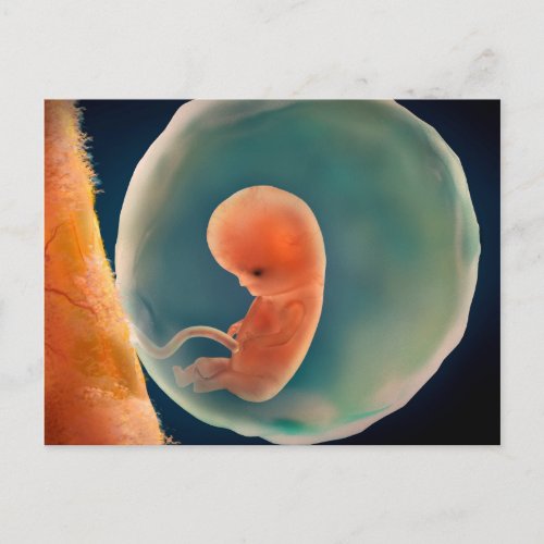 Fetus Development At 9 Weeks Postcard