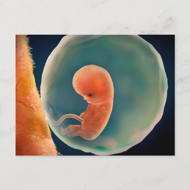 Fetus Development At 9 Weeks Postcard (Front)