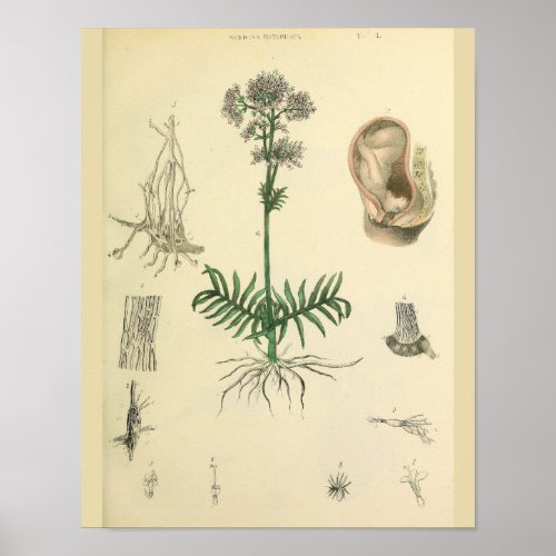 Fetus Postion Medicinal Plant Anatomy Art Print