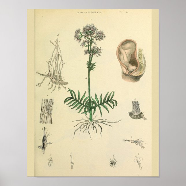 Fetus Postion Medicinal Plant Anatomy Art Print (Front)