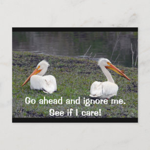 Feuding Pelicans Postcard