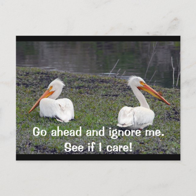 Feuding Pelicans Postcard (Front)
