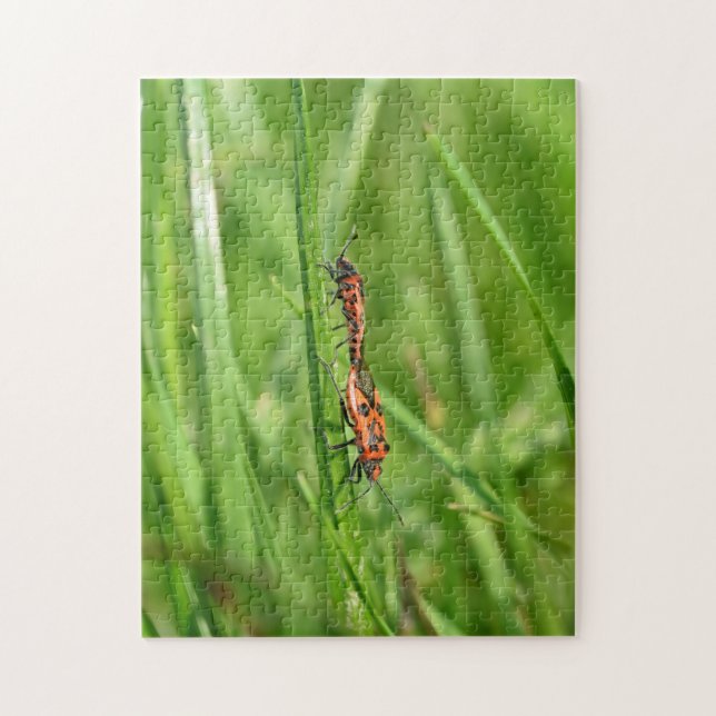 Feuerwanzen  in grüner Natur Jigsaw Puzzle (Vertical)