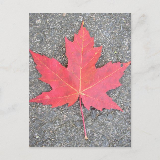 Feuille morte postcard (Front)