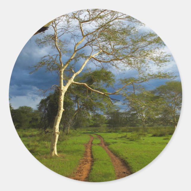 Fever Tree (Acacia Xanthophloea) By Dirt Track Classic Round Sticker (Front)