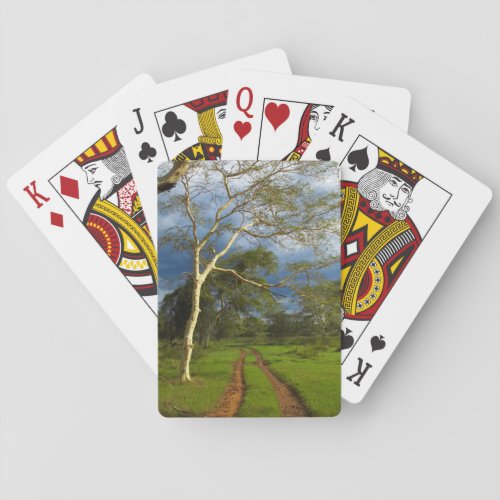 Fever Tree Acacia Xanthophloea By Dirt Track Poker Cards