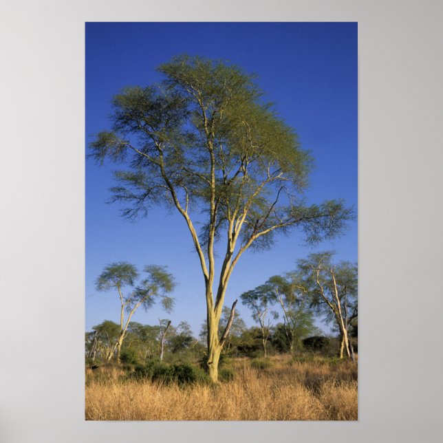 Fever Tree (Acacia Xanthophloea), Punda Maria Poster (Front)