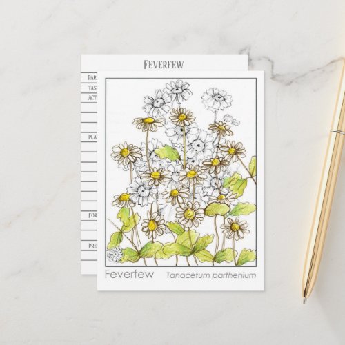 Feverfew Materia Medica Herbal Study Card 