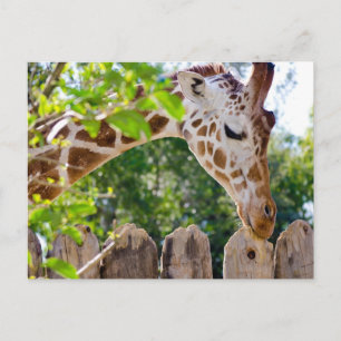 Fiberlicious Postcard