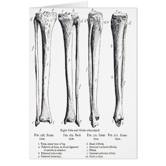 Fibula & Tibia Card (Front)